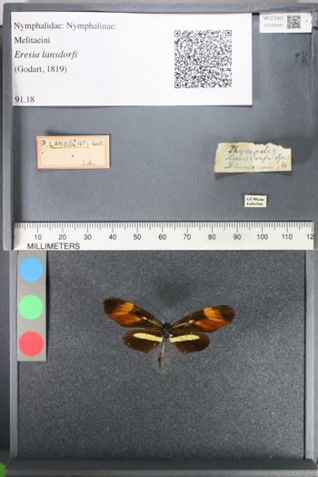 Media type: image;   Entomology 100891